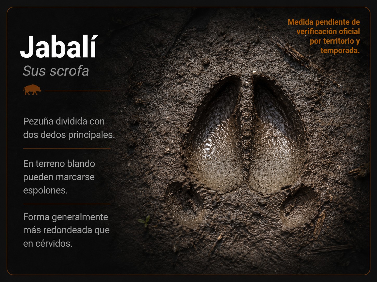 Lámina ilustrativa de la app sobre una huella atribuida a jabalí.
